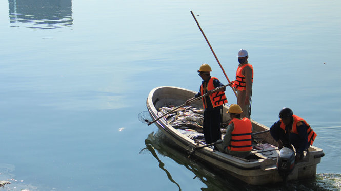 Lực lượng xí nghiệp thoát nước số 4 đang tiến hành thu gom cá chết hàng loạt ở hồ Linh Đàm