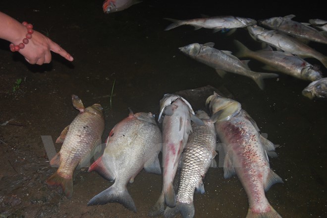 Cá chết ở hồ Linh Đàm lên tới hàng nghìn con, hầu hết là cá to