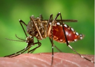 Phát hiện chấn động: Virus Zika gây teo tinh hoàn tới 90%