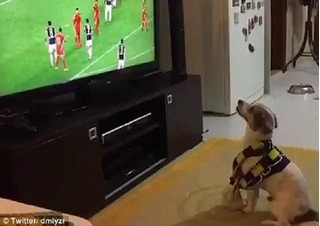 Chú chó vẫy tay, cổ vũ bóng đá 