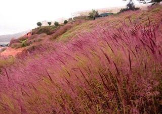 Đồi cỏ hồng ở Đà Lạt đẹp như tranh sẽ khiến bạn muốn 