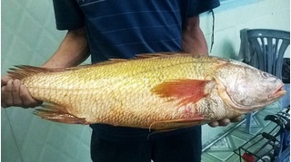 Ngư dân Nghệ An bắt được cá lạ nghi là cá sủ vàng bạc tỷ