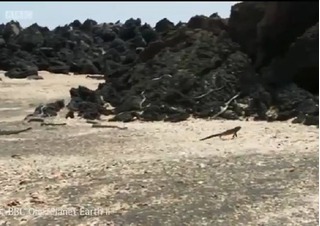 Video hàng chục con rắn độc đuổi theo một con kỳ nhông nhỏ bé 