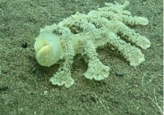 Cận cảnh hình dáng sinh vật lạ dưới đáy biển