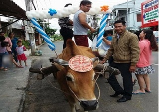 Chú rể người nước ngoài cưỡi bò đi đón dâu ở Ninh Thuận