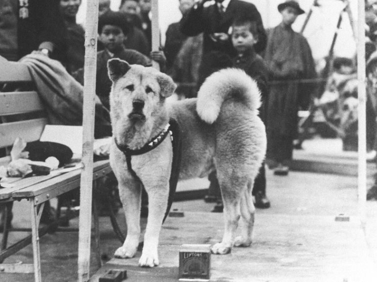 Hachiko là một trong những chú chó trung thành nhất thế giới