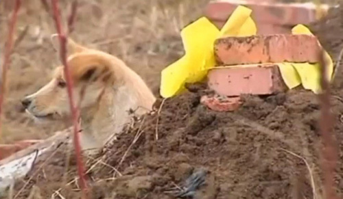 Chú chó nhỏ được dân làng xây nơi trú ẩn ngay cạnh mộ chủ