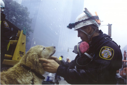 Chú chó Dorado quay lại cứu người chủ mù lòa trong vụ khủng bố 9/11