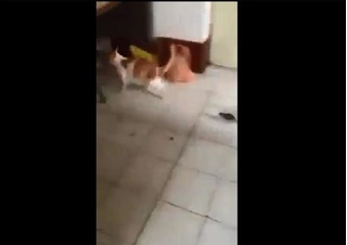 Clip ngược đời: Chuột đuổi mèo chạy quanh nhà 