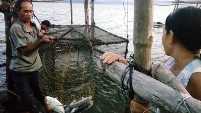 Hiện tượng cá chết hàng loạt ở Huế bắt đầu xảy ra từ sáng 8/11