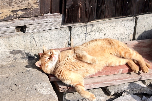 mèo phơi nắng