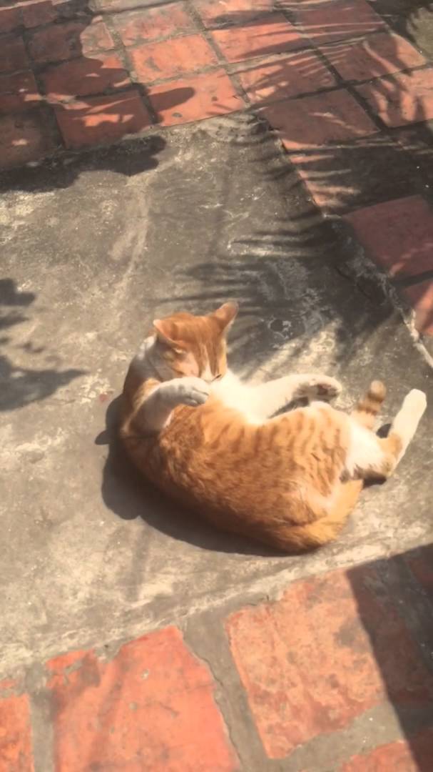 mèo phơi nắng