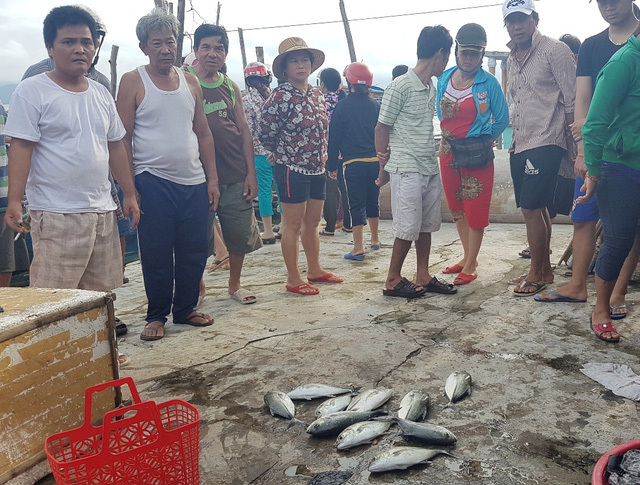 Tình trạng cá chết hàng loạt ở miền Trung khiến người dân hoang mang, điêu đứng