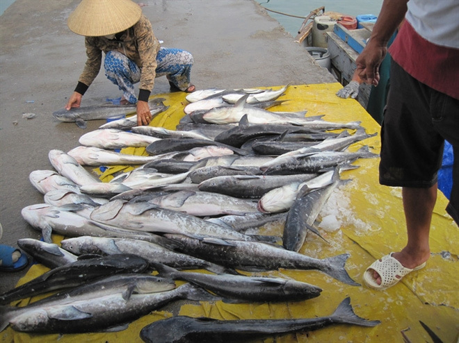 Người nuôi thiệt hại nặng nề vì tôm cá chết hàng loạt ở miền Trung