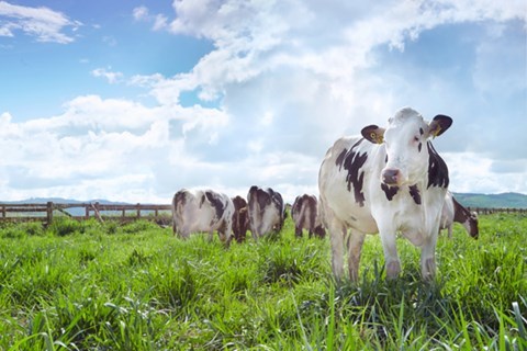 Vinamilk có trang trại bò sữa organic đầu tiên tại Việt Nam