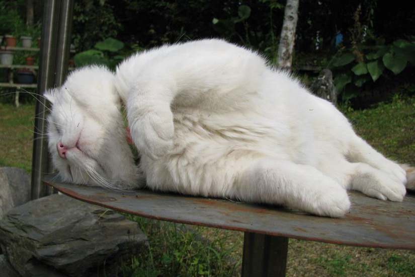 Milimet Decor  Mô hình mèo ngủ siêu dễ thương đã có mặt  Facebook