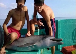 Nhóm thanh niên Phú Quốc giết hại cá heo khiến dân mạng 