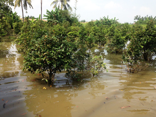 Hàng trăm gốc mai của gia đình chị Thảo bị nước ngập, sẽ nở sớm