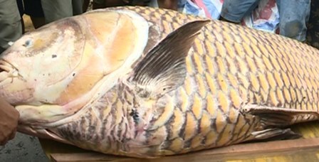 Con cá hô khổng lồ nặng 125,5kg được bán với giá 2,5 triệu đồng/kg