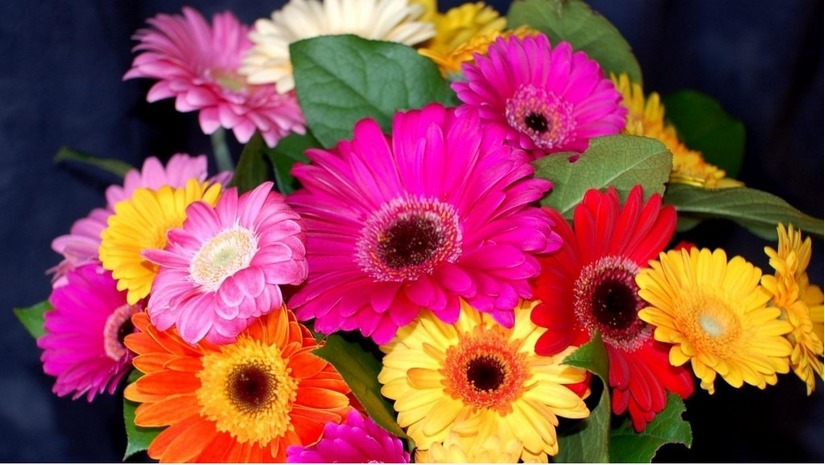 Mách mẹ 5 loại hoa cho con tặng thầy cô giáo trong ngày 20/11  