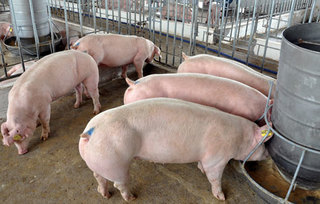 Giá thịt lợn tăng nhờ tín hiệu tốt từ phía Trung Quốc