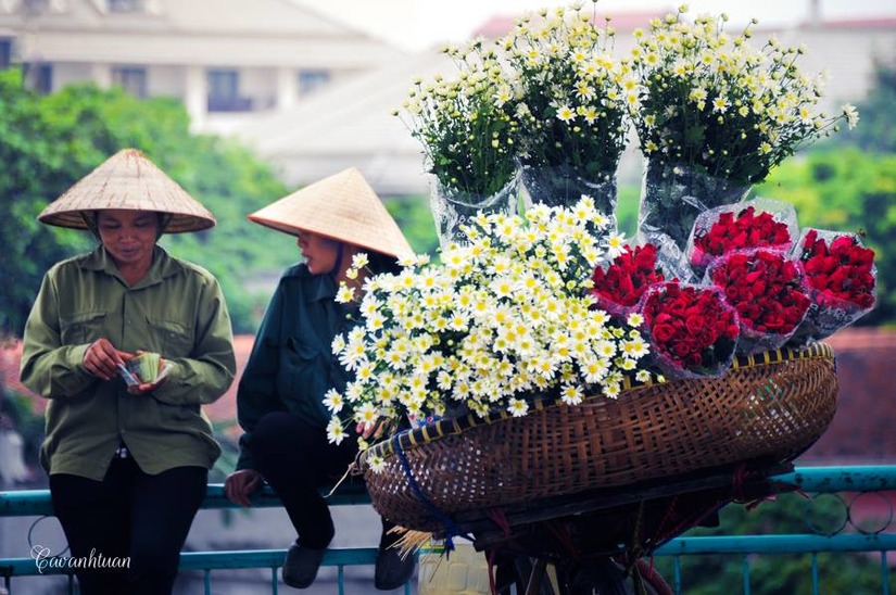 Những ngày cuối tháng 11, cúc họa mi ngập tràn phố phường Hà Nội