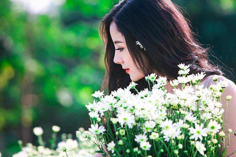 Cả mùa đông Hà Nội trong cánh hoa cúc họa mi trắng mỏng manh