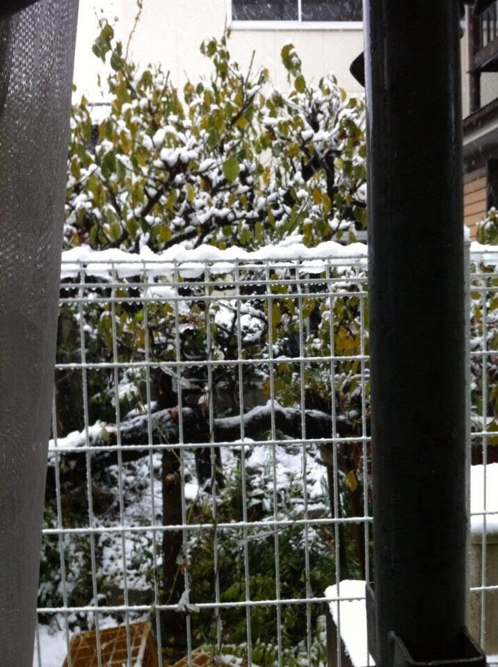 Cây cối cũng được phủ một màu trắng xóa của tuyết đầu mùa. Ảnh: Hồng Nhung