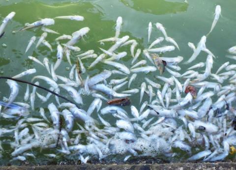 cá chết hàng loạt tại Khánh Hòa