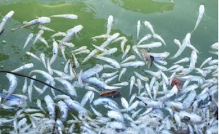 10 tấn cá bỗng dưng chết hàng loạt ở vùng biển Khánh Hòa