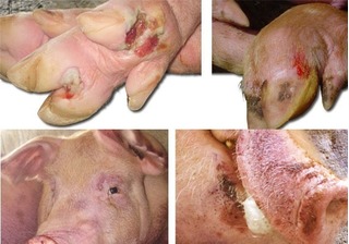 200 con lợn lở mồm long móng suýt vào mâm cơm của người dân Hà Nội