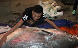 Hà Nội: Xuất hiện cá tra dầu 