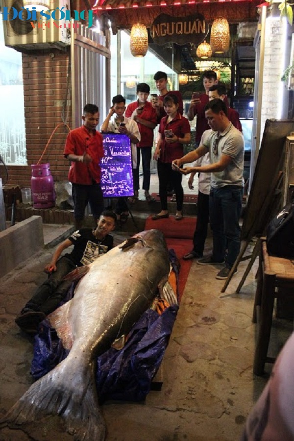 Cá tra dầu nặng 280kg được làm thịt tại Ngư Quán