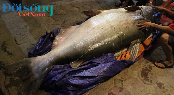 Cá tra dầu nặng 280kg khủng nhất Việt Nam