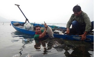 Thừa Thiên - Huê: Cá nuôi Tết chết đồng loạt, ngư dân điêu đứng