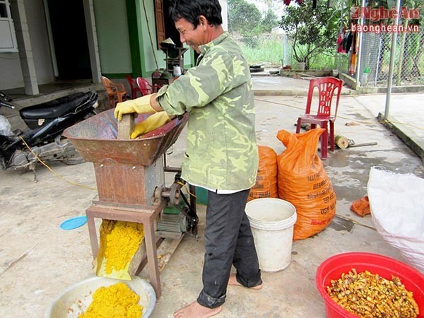 Nông dân chế biến tinh bột nghệ ở Nghi Kiều (Nghi Lộc, Nghệ An)