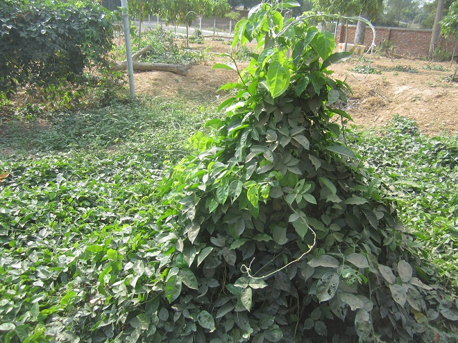 Nam sâm tiến vua có tuổi thọ hơn thế kỷ ở Bắc Giang