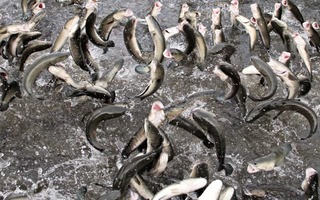 Nông dân Cần Thơ tiết lộ “tuyệt chiêu” huấn luyện 20.000 con cá lóc nhảy múa