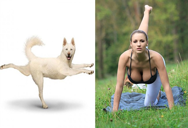 động vật tập yoga 1