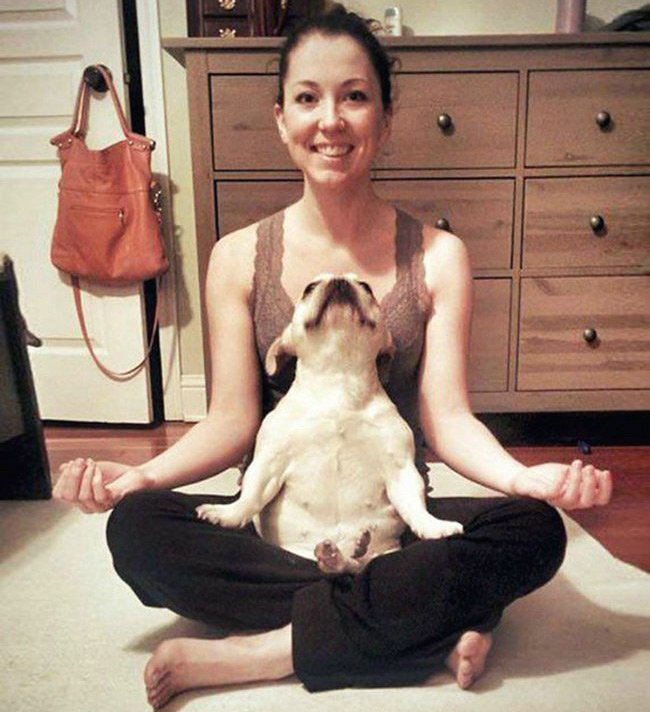 động vật tập yoga 3