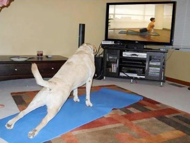 động vật tập yoga 11