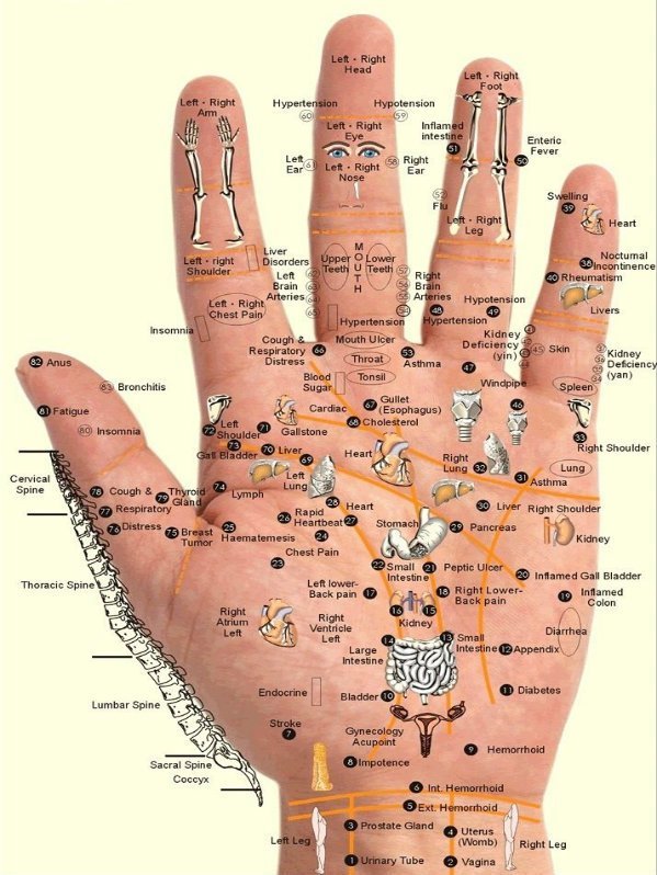 Các ngón tay đều có dây thần kinh nối với các bộ phận trong cơ thể