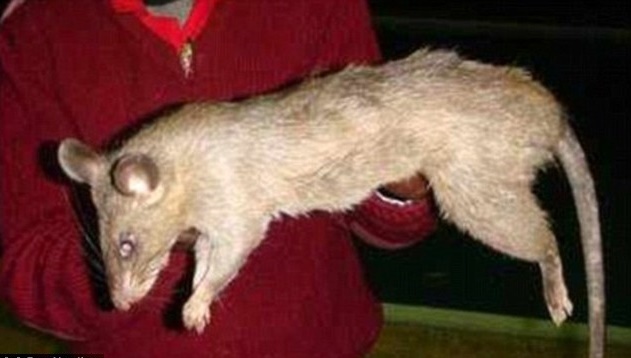 Con chuột khổng lồ tương tự con chuột đã giết chết bé gái 3 tháng