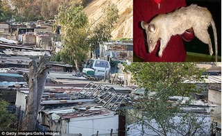 Bé gái 3 tháng bị chuột ăn thịt đến chết khi ở nhà một mình