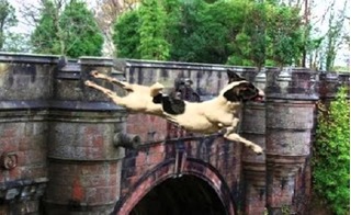 Điều bí ẩn nào khiến tất cả chó cưng đều tự tử khi đi qua cây cầu này