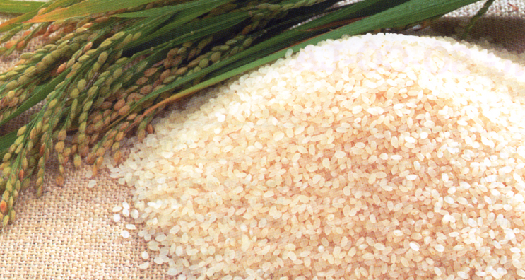 cách nhận biết gạo nếp chứa hóa chất