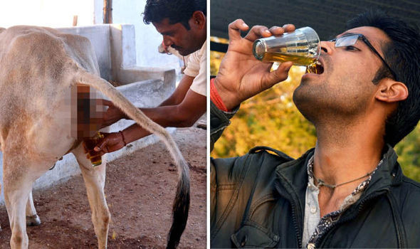 Nước tiểu bò là thuốc quý với nhiều người dân Ấn Độ. Ảnh: Express