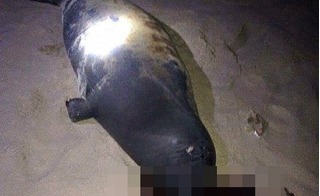 Bình Thuận: Chú hải cẩu lên bờ đùa giỡn bị người dân đánh chết thương tâm