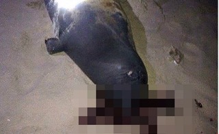 Đánh chết hải cẩu có thể đối diện mức án 3 năm tù
