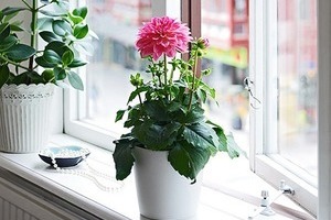 Một số vấn đề xảy ra khi trồng hoa trong nhà